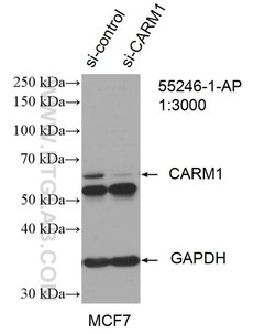 CARM1 Rabbit anti-Human, Mouse, Non-human primate, Rat, Polyclonal, Proteintech:Antibodies:Primary