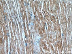MAP4K4 Rabbit anti-Human, Mouse, Rat, Polyclonal, Proteintech 150 &mu;L;