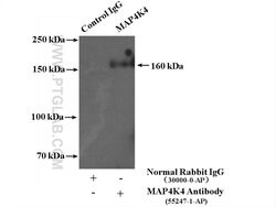 MAP4K4 Rabbit anti-Human, Mouse, Rat, Polyclonal, Proteintech 150 &mu;L;