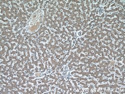 MAP4K4 Rabbit anti-Human, Mouse, Rat, Polyclonal, Proteintech 150 &mu;L;