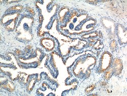 GPR55 Rabbit anti-Human, Polyclonal, Proteintech
