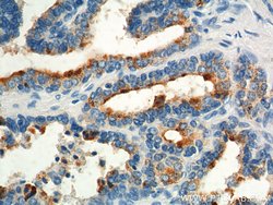 GPR55 Rabbit anti-Human, Polyclonal, Proteintech 150 &mu;L; Unconjugated:Antibodies,