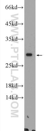 Thumbnail_ZGLP1 Rabbit anti-Human, Mouse, Polyclonal, Proteintech:Antikörper:Primärantikörper