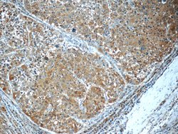 PDE2A Rabbit anti-Human, Mouse, Rat, Polyclonal, Proteintech 150 &mu;L;