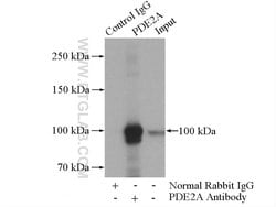 PDE2A Rabbit anti-Human, Mouse, Rat, Polyclonal, Proteintech 150 &mu;L;