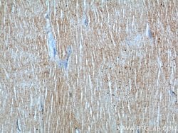SEPN1 Rabbit anti-Human, Mouse, Polyclonal, Proteintech 150 &mu;L; Unconjugated:Antibodies,