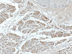 SEPN1 Rabbit anti-Human, Mouse, Polyclonal, Proteintech 150 &mu;L; Unconjugated:Antibodies,