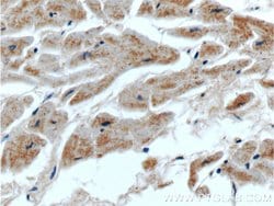 SEPN1 Rabbit anti-Human, Mouse, Polyclonal, Proteintech 150 &mu;L; Unconjugated:Antibodies,