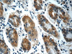 SEPN1 Rabbit anti-Human, Mouse, Polyclonal, Proteintech 150 &mu;L; Unconjugated:Antibodies,