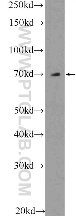 SEPN1 Rabbit anti-Human, Mouse, Polyclonal, Proteintech 150 &mu;L; Unconjugated:Antibodies,