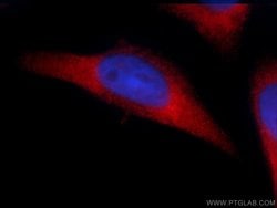 SIDT1 Rabbit anti-Human, Mouse, Polyclonal, Proteintech 150 &mu;L; Unconjugated:Antibodies,