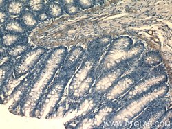 SIDT1 Rabbit anti-Human, Mouse, Polyclonal, Proteintech 150 &mu;L; Unconjugated:Antibodies,
