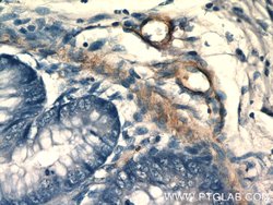 SIDT1 Rabbit anti-Human, Mouse, Polyclonal, Proteintech 150 &mu;L; Unconjugated:Antibodies,