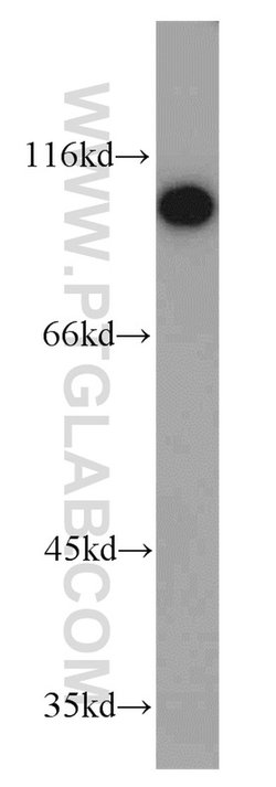 SIDT1 Rabbit anti-Human, Mouse, Polyclonal, Proteintech 150 &mu;L; Unconjugated:Antibodies,