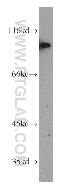 SIDT1 Rabbit anti-Human, Mouse, Polyclonal, Proteintech 150 &mu;L; Unconjugated:Antibodies,