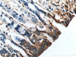 TMEM181 Rabbit anti-Human, Mouse, Polyclonal, Proteintech:Antibodies:Primary