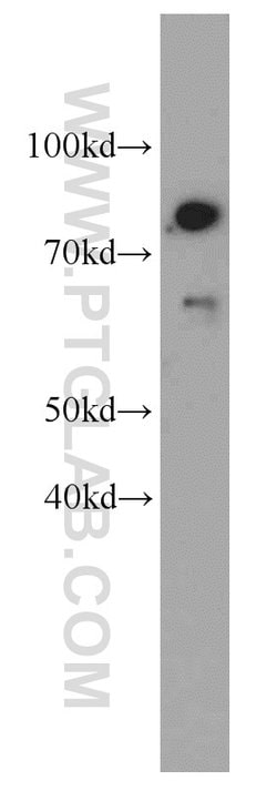 TMEM181 Rabbit anti-Human, Mouse, Polyclonal, Proteintech:Antibodies:Primary