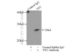 TSN Rabbit anti-Human, Mouse, Polyclonal, Proteintech:Antibodies:Primary