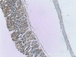 WTX Rabbit anti-Human, Mouse, Polyclonal, Proteintech 150 &mu;L; Unconjugated:Antibodies,