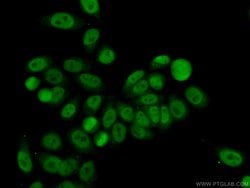 GATA5 Rabbit anti-Human, Mouse, Polyclonal, Proteintech 150 &mu;L; Unconjugated:Antibodies,