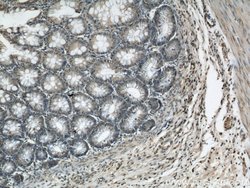 GATA5 Rabbit anti-Human, Mouse, Polyclonal, Proteintech 150 &mu;L; Unconjugated:Antibodies,