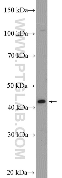 GATA5 Rabbit anti-Human, Mouse, Polyclonal, Proteintech 150 &mu;L; Unconjugated:Antibodies,