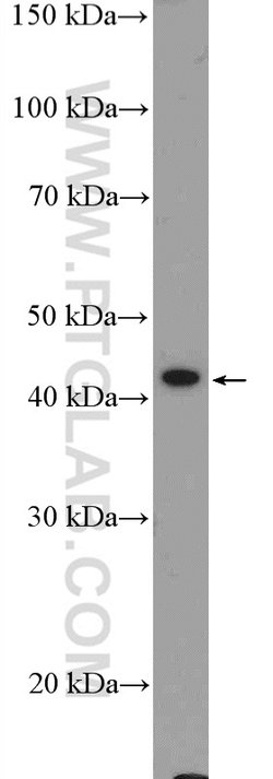 GATA5 Rabbit anti-Human, Mouse, Polyclonal, Proteintech 150 &mu;L; Unconjugated:Antibodies,