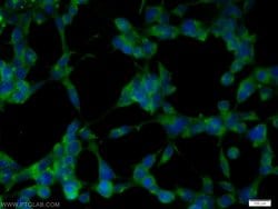 EXOC6B Rabbit anti-Human, Mouse, Polyclonal, Proteintech:Antibodies:Primary