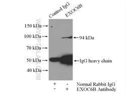 EXOC6B Rabbit anti-Human, Mouse, Polyclonal, Proteintech:Antibodies:Primary