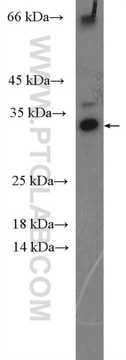 AHSA2 Rabbit anti-Human, Mouse, Polyclonal, Proteintech 150 &mu;L; Unconjugated:Antibodies,