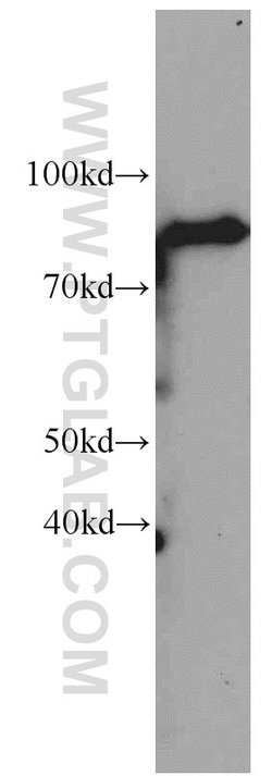 NUP88 Rabbit anti-Human, Polyclonal, Proteintech 150 &mu;L; Unconjugated:Antibodies,