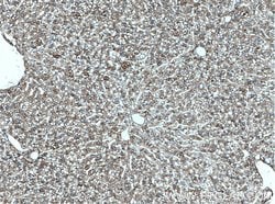 Serpina3k Rabbit anti-Mouse, Polyclonal, Proteintech 150 &mu;L; Unconjugated:Antibodies,