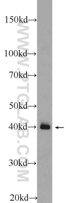 NKX1-2 Rabbit anti-Human, Mouse, Polyclonal, Proteintech 150 &mu;L | Buy Online | Proteintech Group Inc | Fisher Scientific