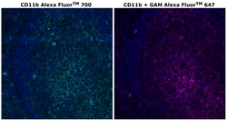Invitrogen&trade;&nbsp;CD11b Monoclonal Antibody (C67F154), Alexa Fluor&trade; 700