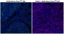 Invitrogen&trade;&nbsp;CD20 Monoclonal Antibody (L26), Alexa Fluor&trade; 700
