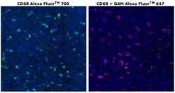 CD68 Monoclonal Antibody (KP1), Alexa Fluor&trade; 700, Invitrogen&trade;