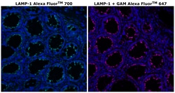 Invitrogen™ CD107a (LAMP-1) Monoclonal Antibody (eBioH4A3), Alexa Fluor™ 700