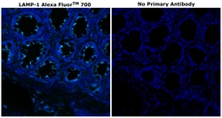 Invitrogen&trade;&nbsp;CD107a (LAMP-1) Monoclonal Antibody (eBioH4A3), Alexa Fluor&trade; 700