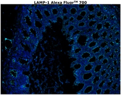 Invitrogen&trade;&nbsp;CD107a (LAMP-1) Monoclonal Antibody (eBioH4A3), Alexa Fluor&trade; 700