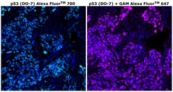 Invitrogen&trade;&nbsp;p53 Monoclonal Antibody (DO-7), Alexa Fluor&trade; 700