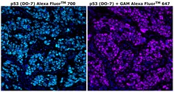 Invitrogen™ p53 Monoclonal Antibody (DO-7), Alexa Fluor™ 700