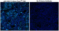 Invitrogen&trade;&nbsp;p53 Monoclonal Antibody (DO-7), Alexa Fluor&trade; 700