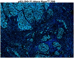 Invitrogen&trade;&nbsp;p53 Monoclonal Antibody (DO-7), Alexa Fluor&trade; 700