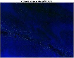 Invitrogen&trade;&nbsp;CD163 Recombinant Rabbit Monoclonal Antibody (RM371), Alexa Fluor&trade; 700