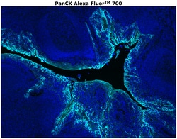 Invitrogen&trade;&nbsp;Pan Cytokeratin Monoclonal Antibody (AE1/AE3), Alexa Fluor&trade; 700