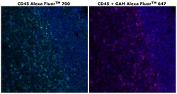 Invitrogen&trade;&nbsp;CD45 Monoclonal Antibody (CD45-2B11), Alexa Fluor&trade; 700