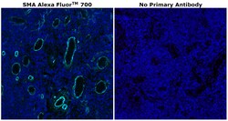 Invitrogen&trade;&nbsp;Alpha-Smooth Muscle Actin Monoclonal Antibody (1A4), Alexa Fluor&trade; 700