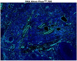 Invitrogen&trade;&nbsp;Alpha-Smooth Muscle Actin Monoclonal Antibody (1A4), Alexa Fluor&trade; 700