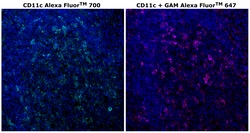 Invitrogen CD11c Monoclonal Antibody (118/A5), Alexa Fluor 700 500 &mu;L;