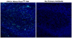 Invitrogen CD11c Monoclonal Antibody (118/A5), Alexa Fluor 700 500 &mu;L;
